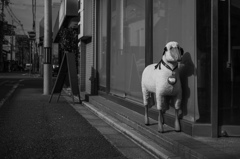 店先羊