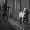 店先羊