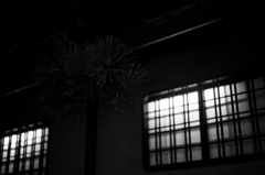 夜の松