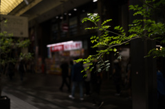 商店街の緑