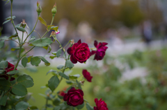 中之島バラ公園　4