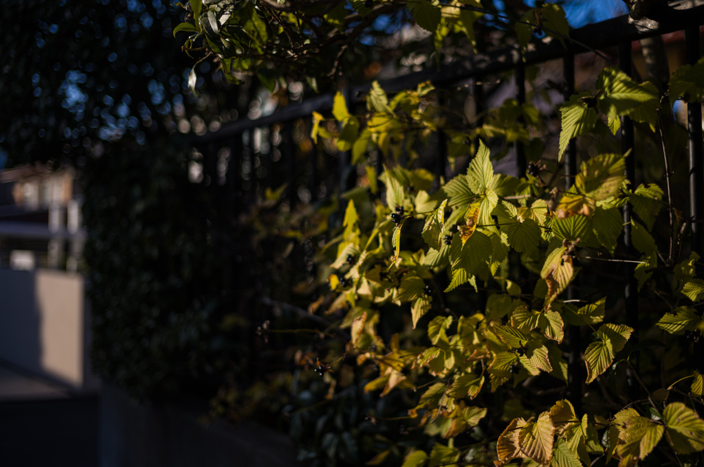 伏見午後の散歩　1