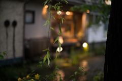 夜の柳