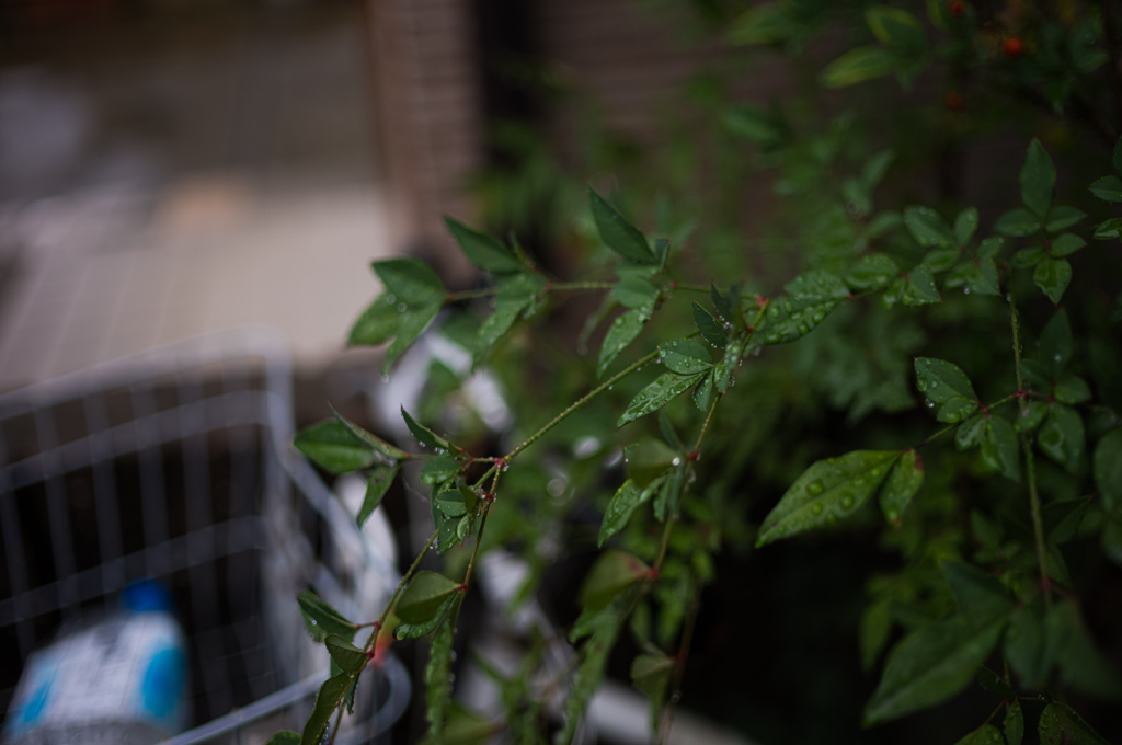 雨の葉
