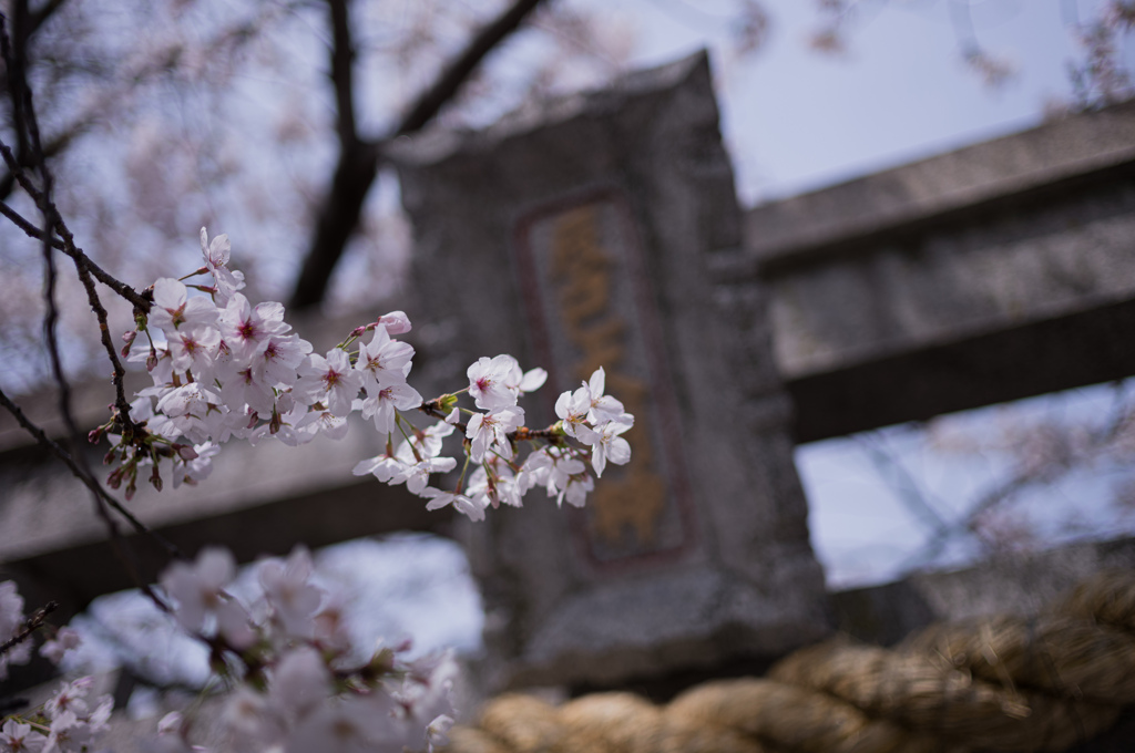 白川の桜