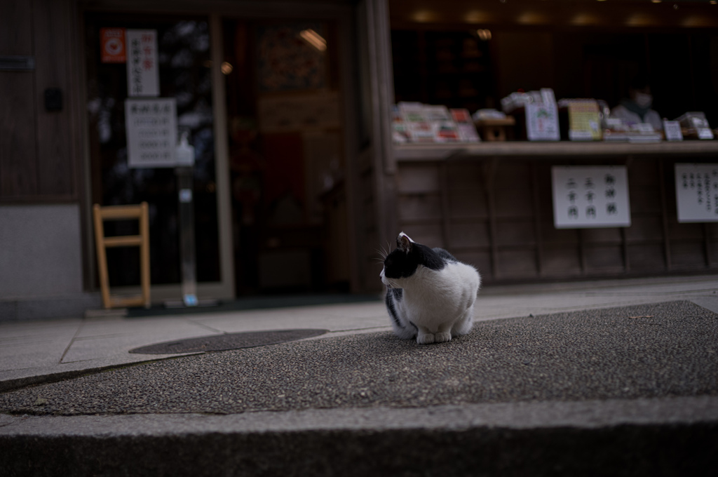 坂道の猫