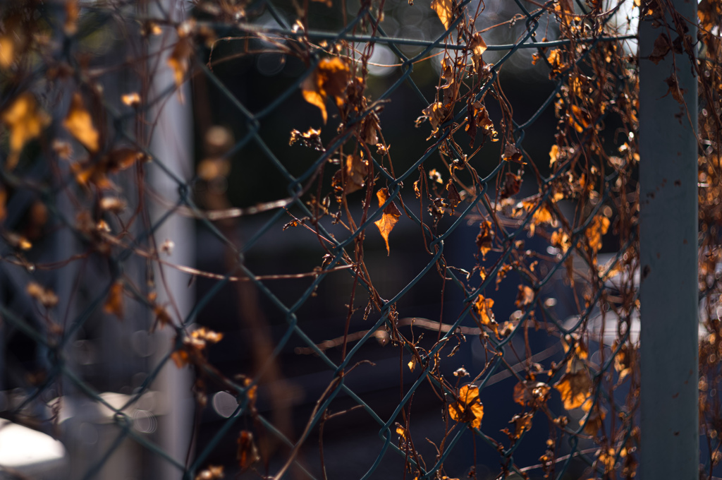 フェンスの秋
