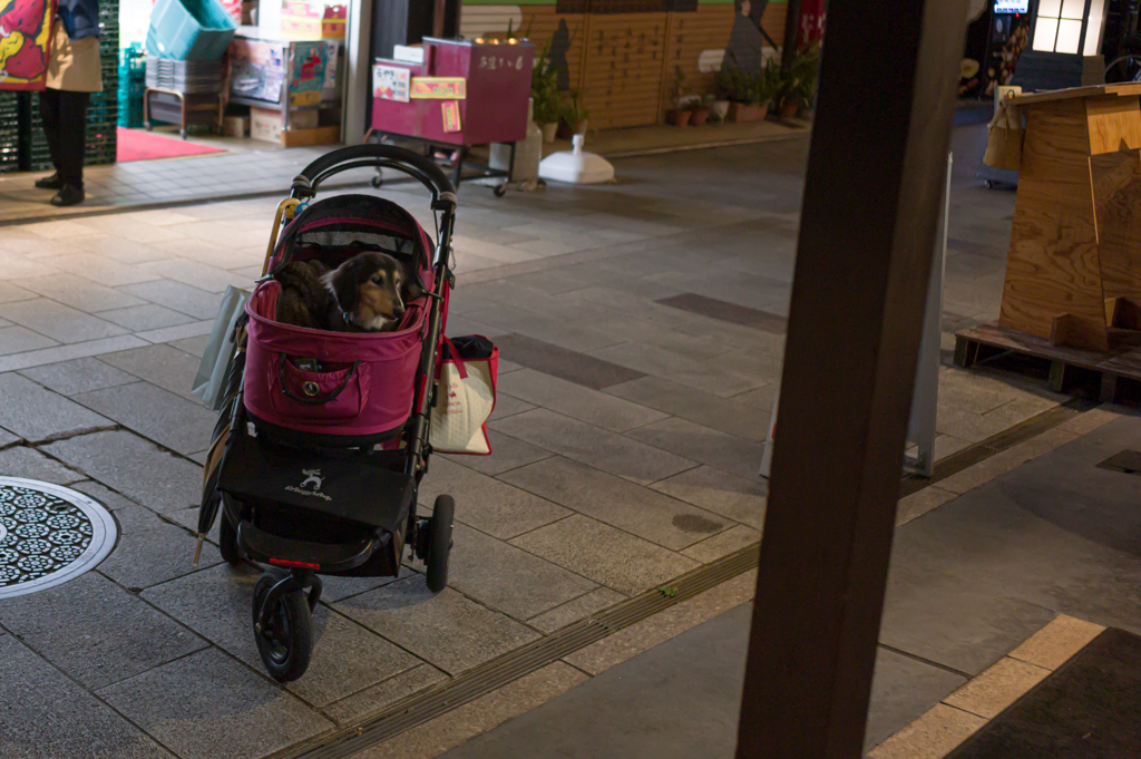 待ちぼうけワンコ