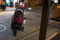 待ちぼうけワンコ