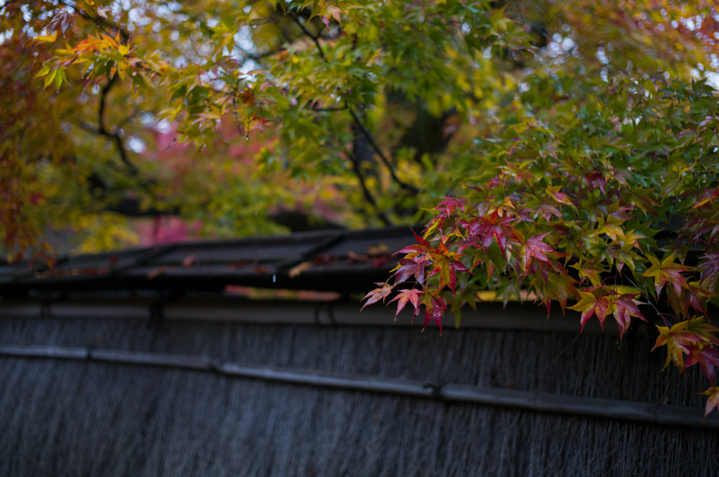 京都嵯峨嵐山　宝巌院1