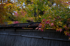 京都嵯峨嵐山　宝巌院1