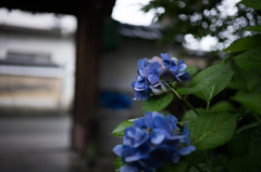 紫陽花の雫