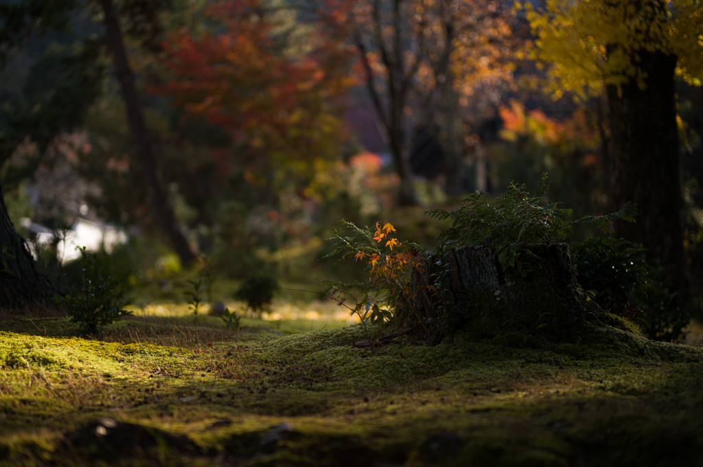 京都南禅寺　紅葉17