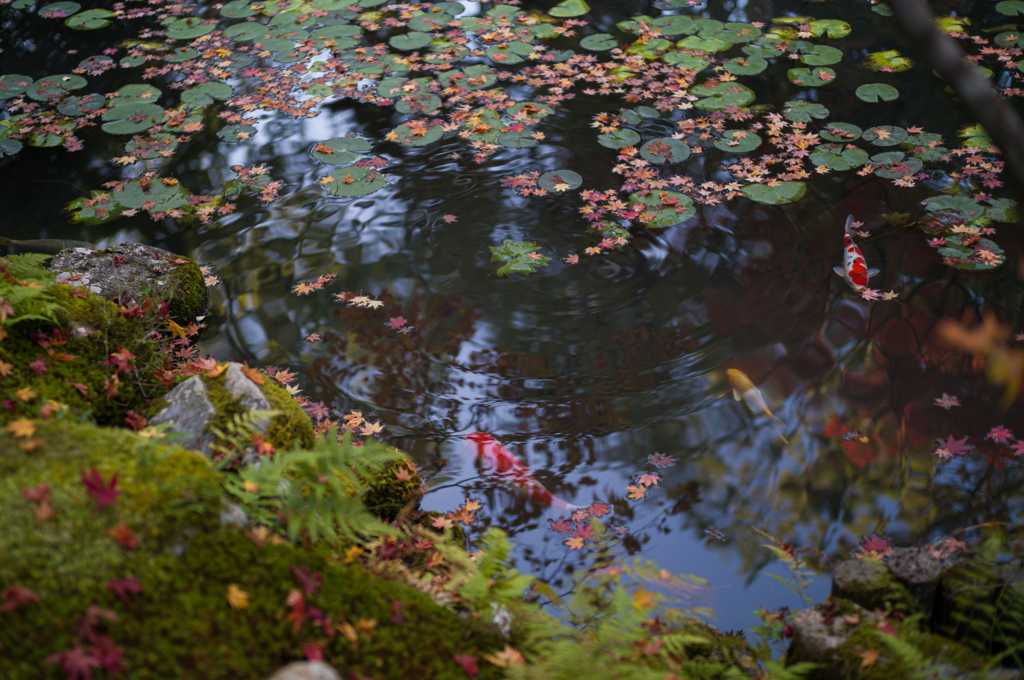 京都天授庵　紅葉と鯉1