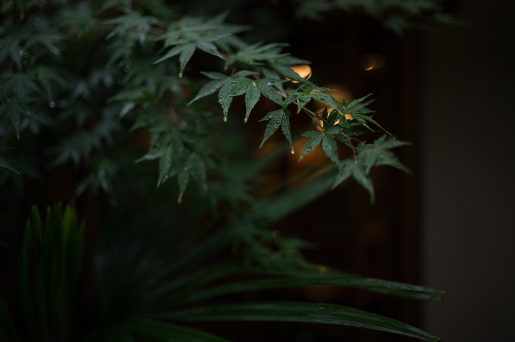 雨の青紅葉
