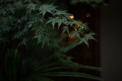 雨の青紅葉