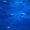 水族館　2