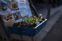 スモールガーデン