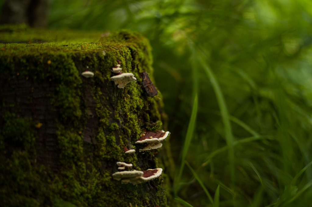 大原の風景　苔とキノコ