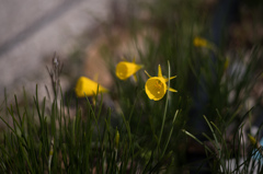 黄色の花