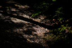 奈良吉城園　24