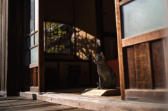 吾輩は猫である