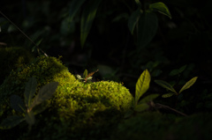苔の上で
