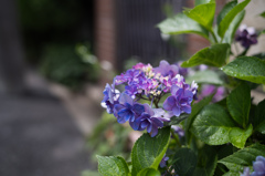 紫陽花