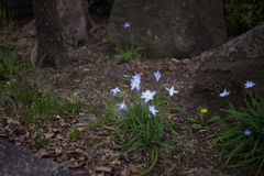 脇道の花