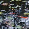 京都天授庵　紅葉と鯉4