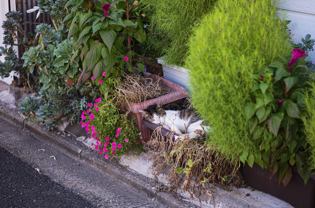 花壇猫