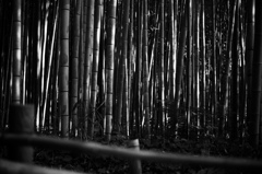 嵐山の竹林　3