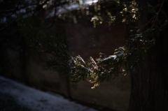 雪の日差し