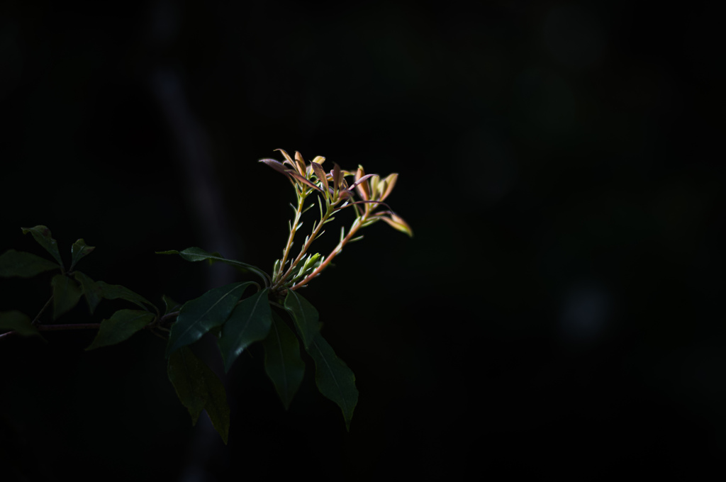 三対の芽