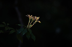 三対の芽