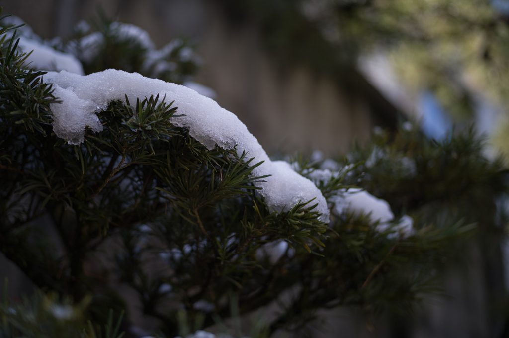 雪のコントラスト