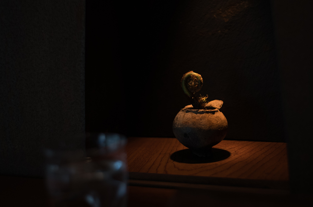 蕨