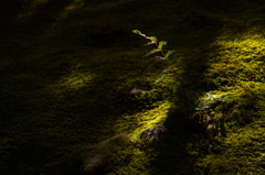 京都祇王寺　10