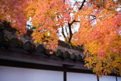 京都南禅寺　紅葉1
