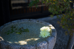 嵯峨嵐山の風景　8