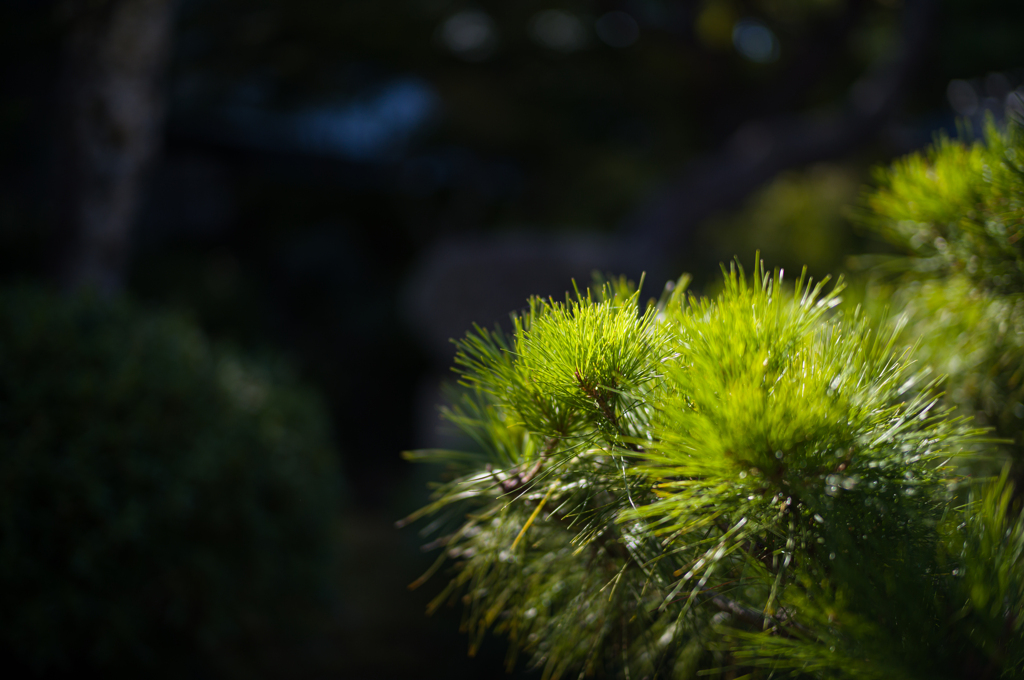 奈良吉城園　7