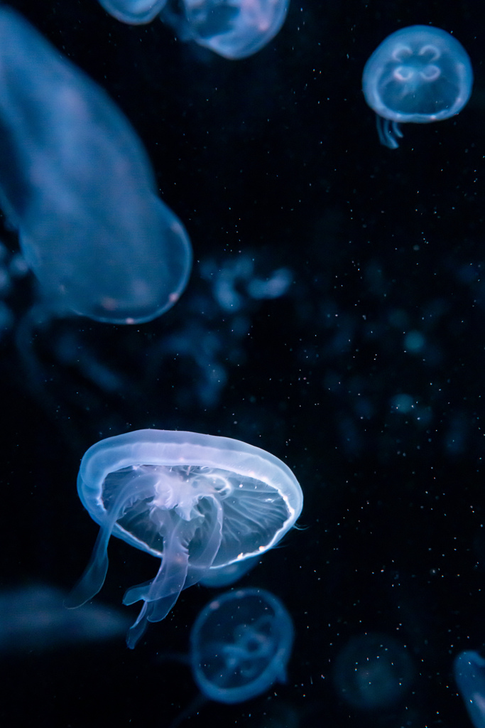 暑いので水族館へ　4