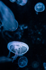 暑いので水族館へ　4