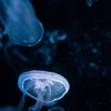 暑いので水族館へ　4