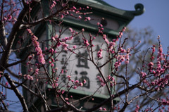八坂の梅
