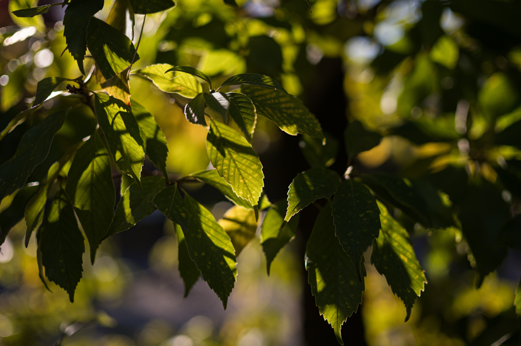 透ける葉