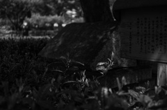 オールドレンズでモノクロ撮影　32
