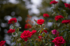 中之島バラ公園　8