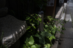 脇道のふたば