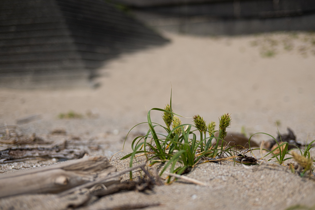 鳥羽　砂浜の緑